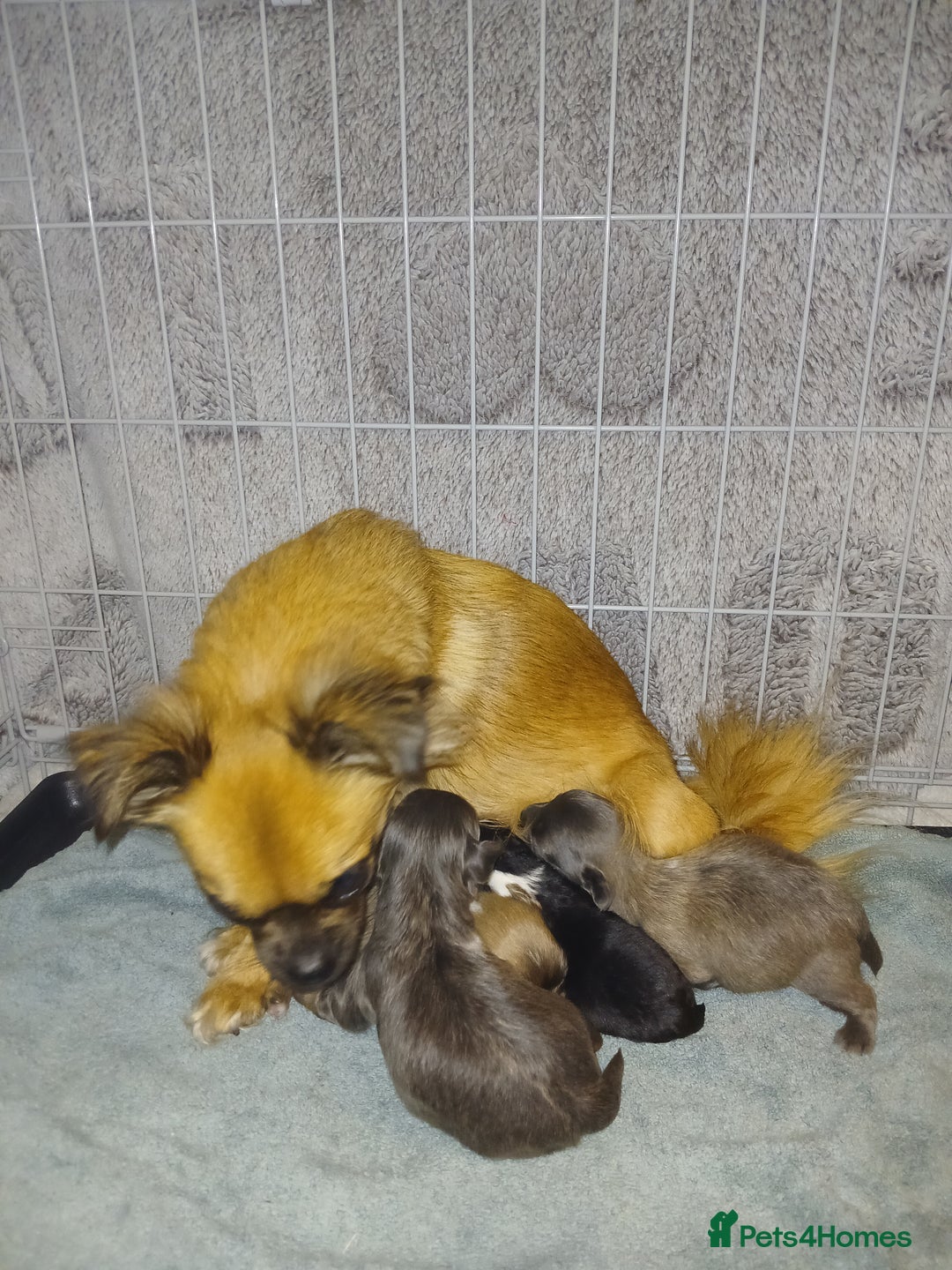 Mixed Breed dogs for sale: JACKAPUGS PUPPIES FOR SALE - Advert 6