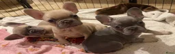 French Bulldog dogs for sale: French bulldog puppies x3 (2male/1female) - Advert 5