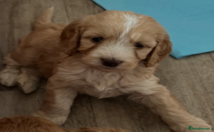 Cockapoo dogs - Advert 6