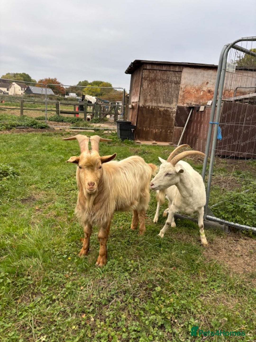 Goats livestock for sale: 2 goats for sale.  - Image 3