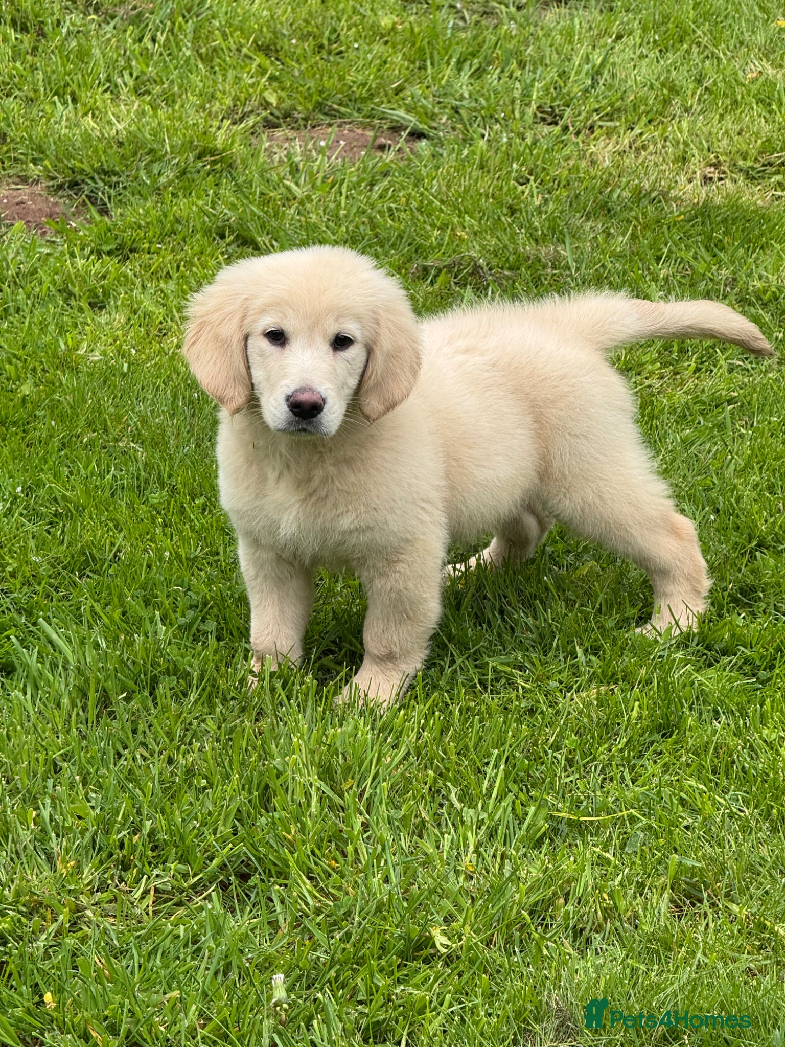 Goldendoodle dogs 1 boy left teddy bear like mini Goldendoodles  - Advert 5