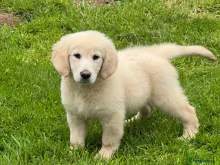 Goldendoodle dogs 1 boy left teddy bear like mini Goldendoodles - Advert 5