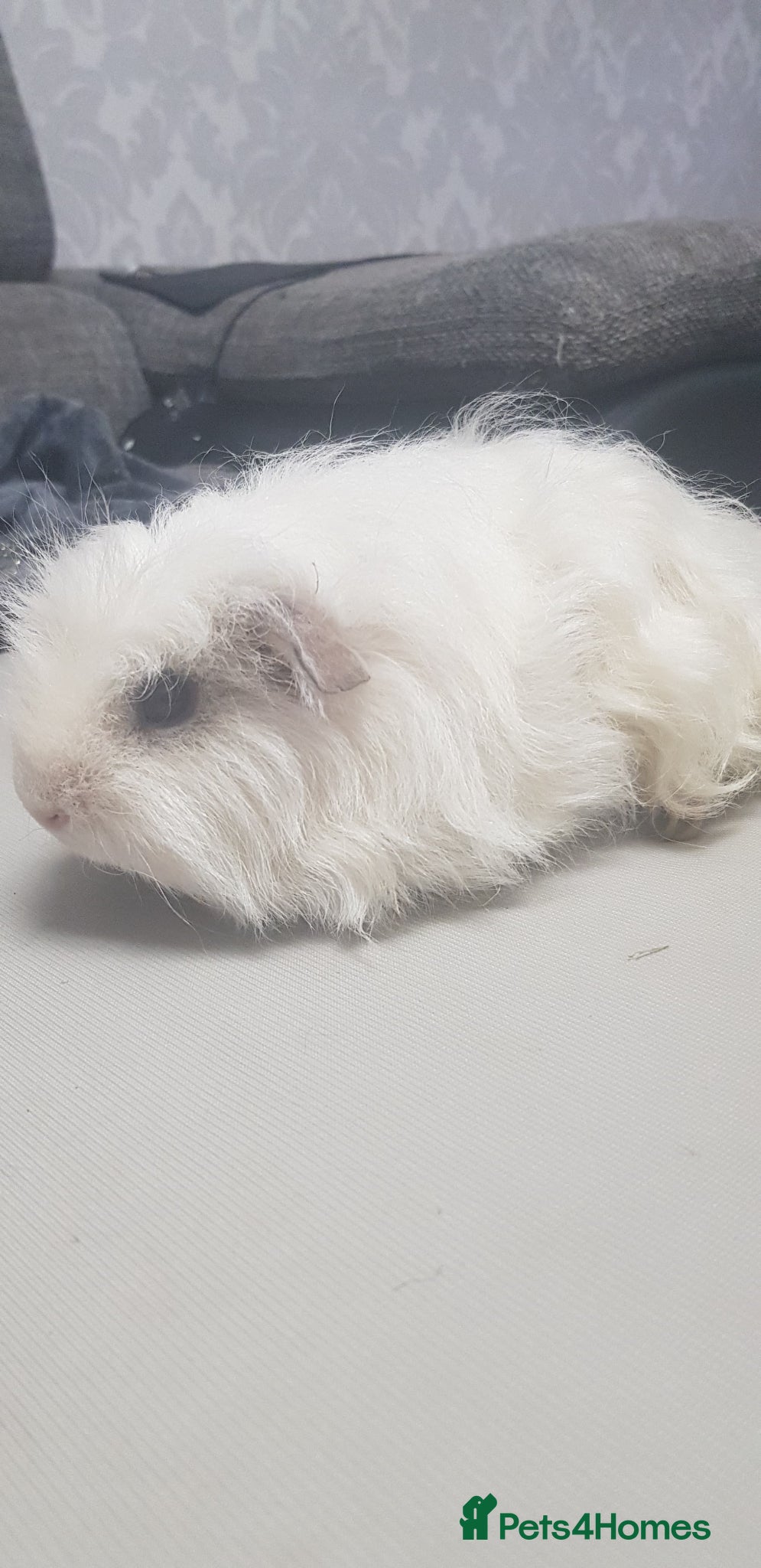 Guinea Pig rodents for sale: MALE Guinea pigs in Skelmersdale - Advert 8