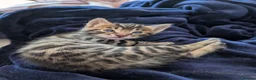 Bengal cats for sale: Bengal-cross kittens available - Advert 3