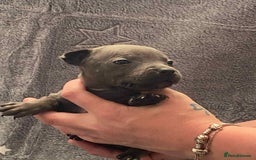 Staffordshire Bull Terrier dogs for sale: Blue Staffordshire bull terrier  - Image 10