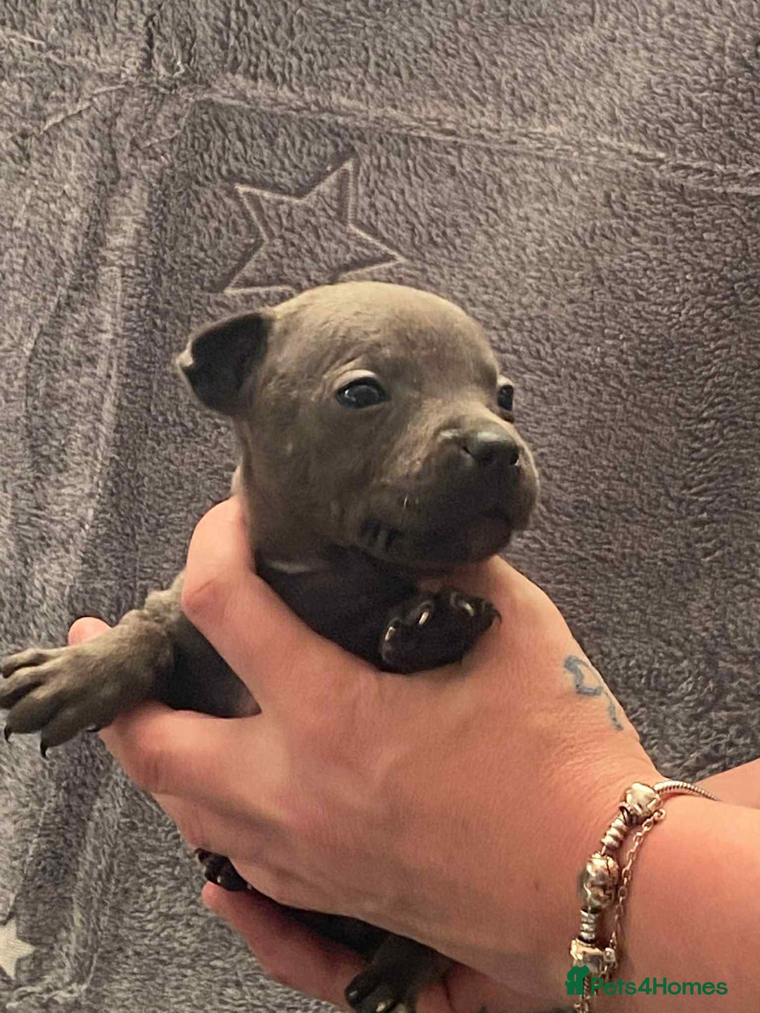 Staffordshire Bull Terrier dogs for sale: Blue Staffordshire bull terrier  - Image 10
