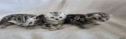 British Shorthair cats for sale: Original BSH Silver Tabby kittens  - Advert 13
