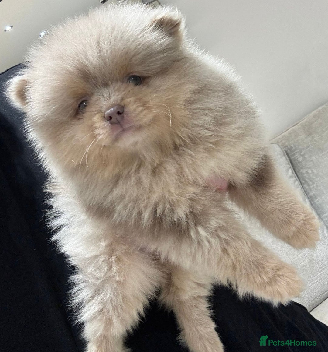 Pomeranian dogs for sale: FLUFFY TEDDY BEAR POMERANIANS 🐻  - Advert 5