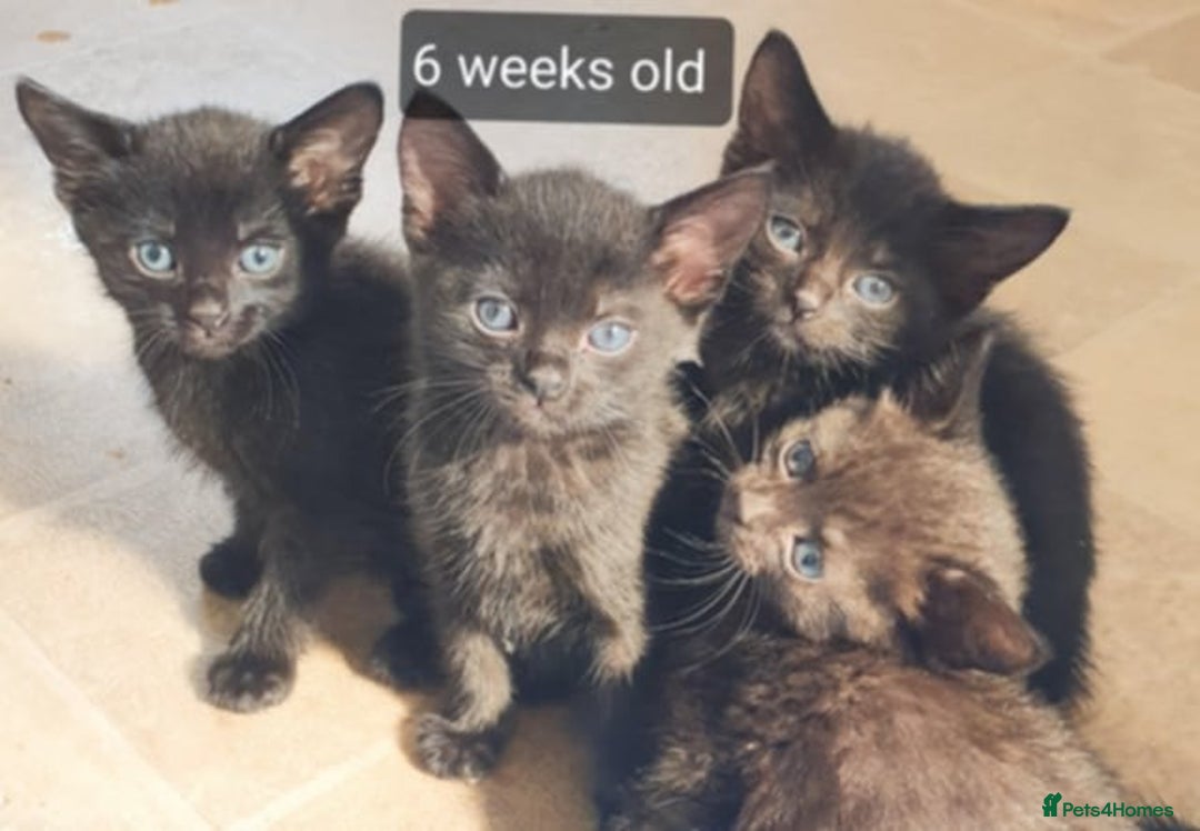 Mixed Breed cats for sale: 5 sweet and purr-fect chocolate brownie babies 🐾 - Image 7