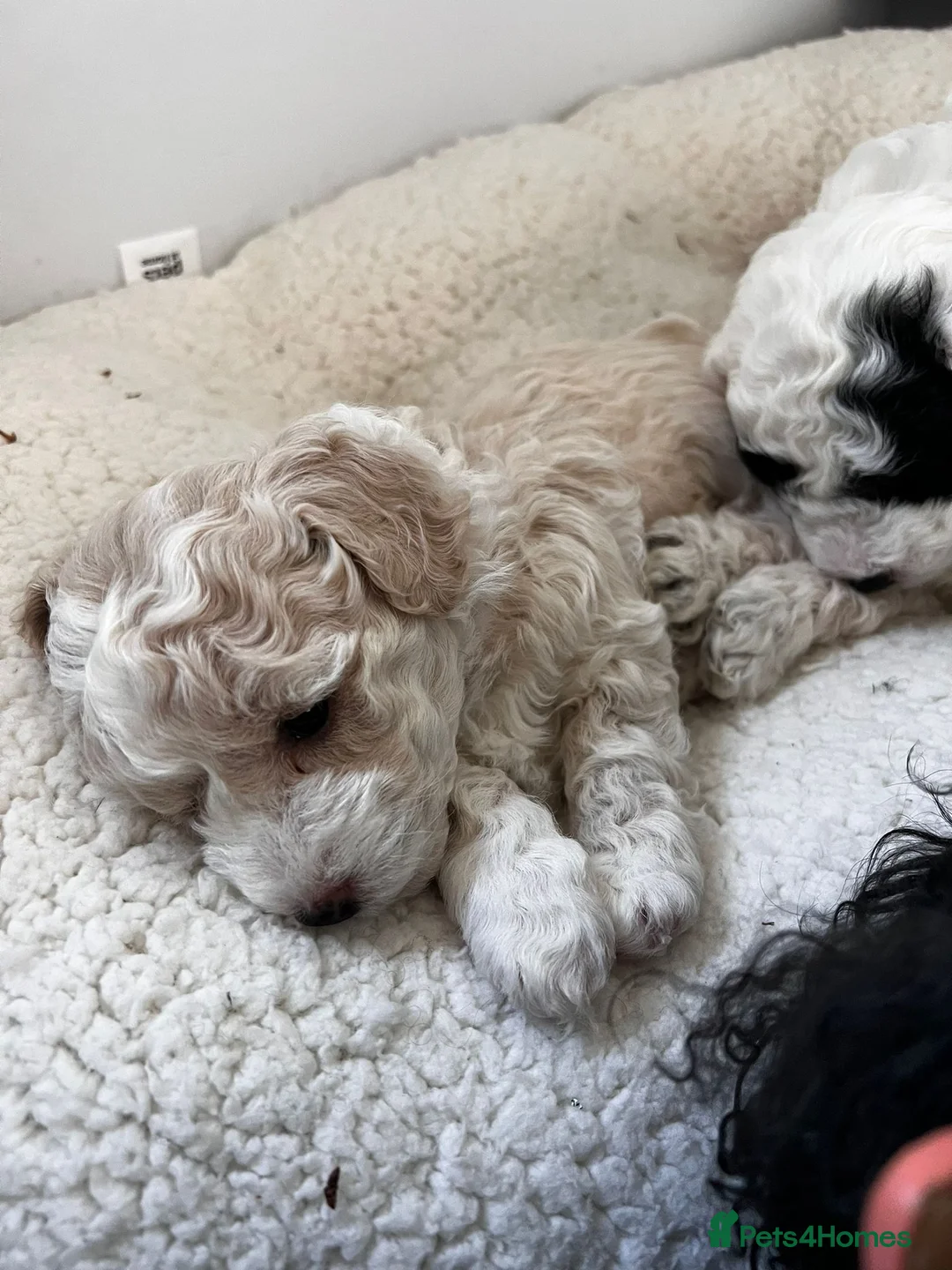 Miniature Poodle dogs for stud: Archie well Proven stud miniature poodle  in Chard - Advert 9