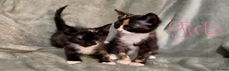 Mixed Breed cats for sale: 3 kittens looking for loving homes  - Advert 6