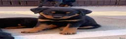 Rottweiler dogs for sale: AMAZING PEDIGREE REGISTERED ROTTWEILER PUPPIES - Advert 3
