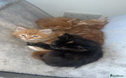 Maine Coon cats for sale: Maine Coon Kittens  - Image 14