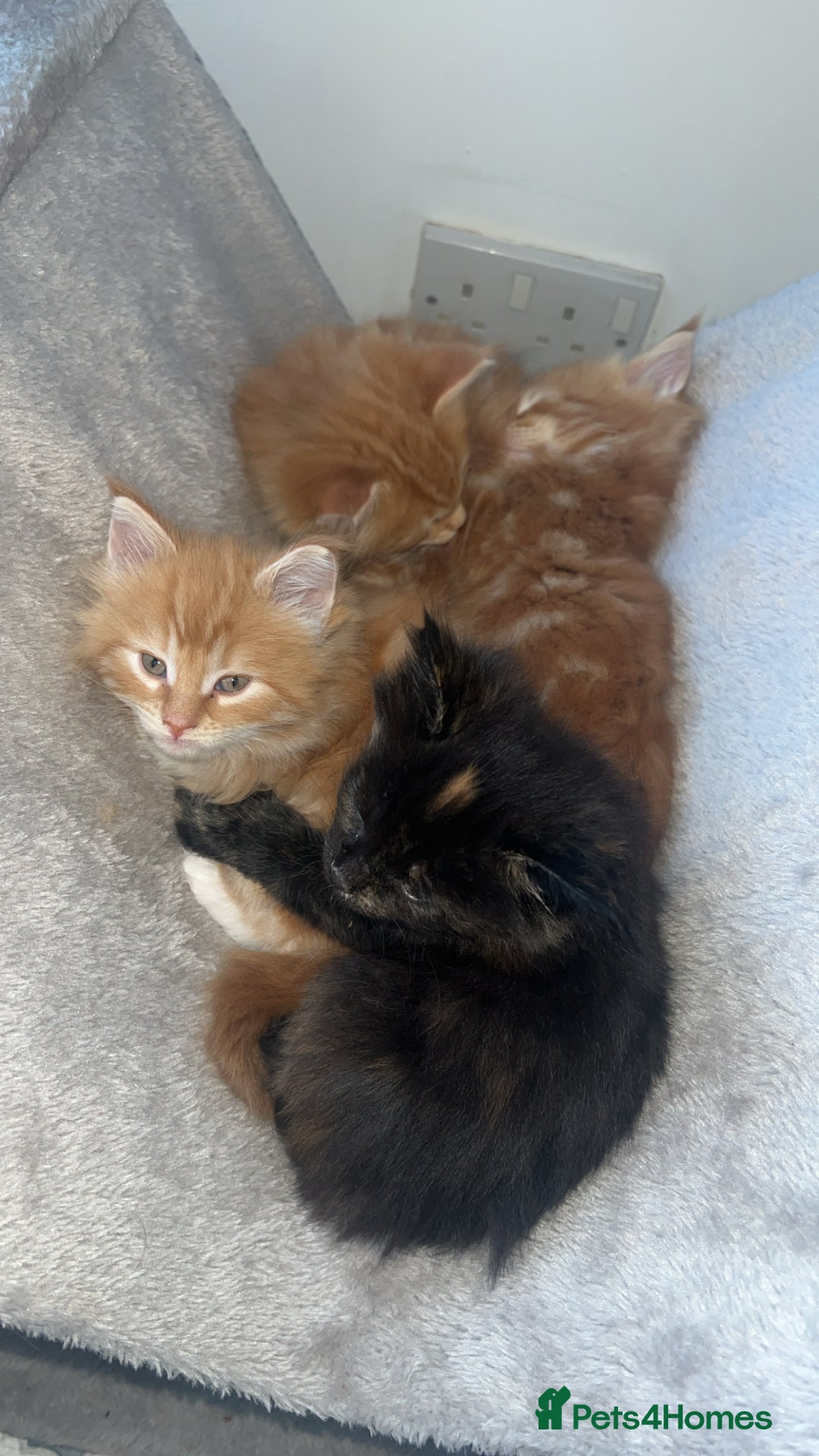 Maine Coon cats for sale: Maine Coon Kittens  - Image 14