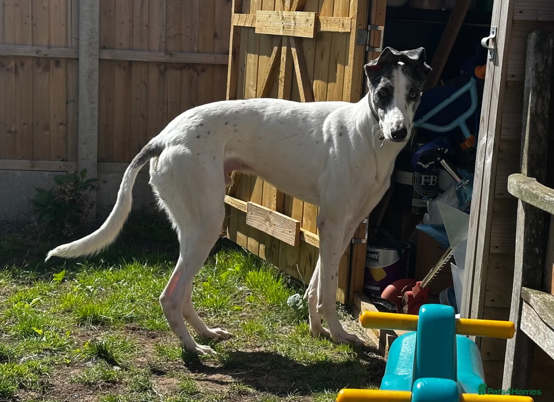 Lurcher dogs for stud: Gorgeous blue merle lurcher for stud  - Advert 2