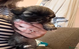 Mixed Breed dogs for sale: Peke’a’tease  - Image 17