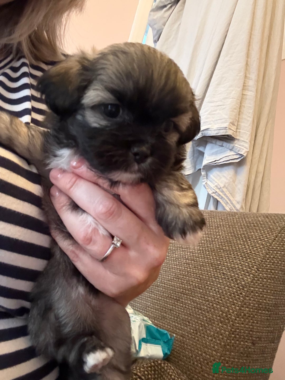 Mixed Breed dogs for sale: Peke’a’tease  - Image 17