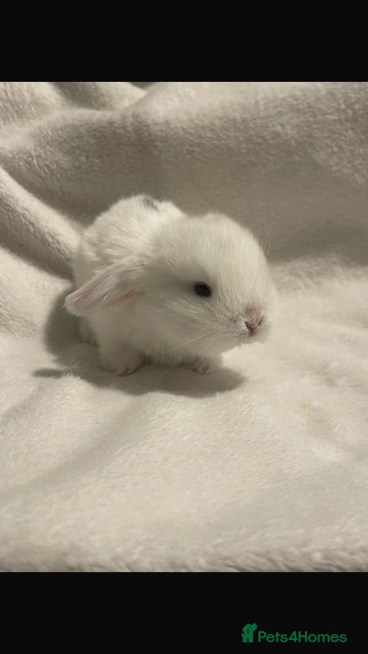Mini Lop rabbits Beautiful Mini Lop Rabbits. - Advert 2