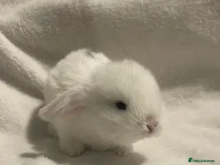 Mini Lop rabbits Beautiful Mini Lop Rabbits. - Advert 2