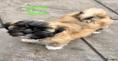 Lhasa Apso dogs - Advert 3