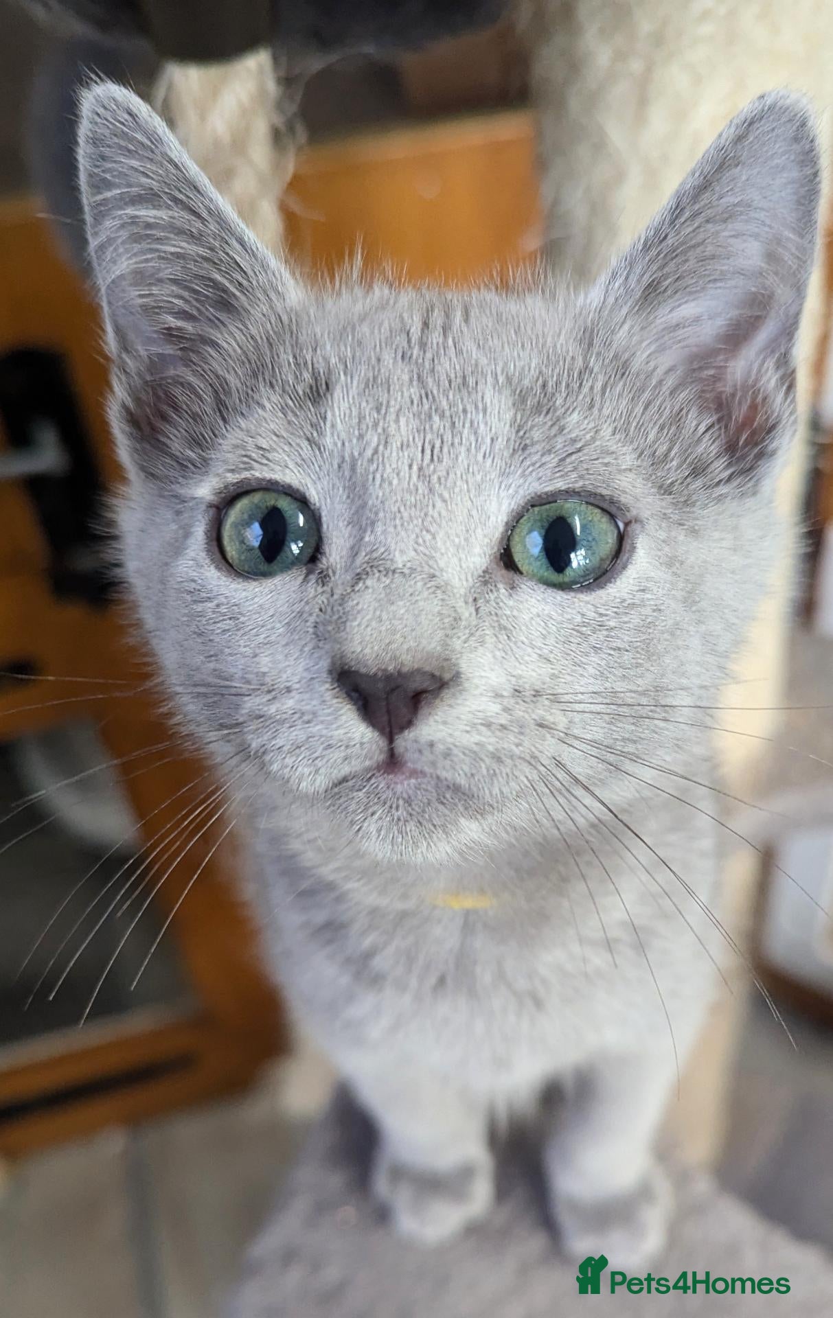 Russian Blue cats for sale: Affectionate Lap Kittens – Pedigree TICA - Advert 2
