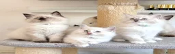 Ragdoll cats for sale: 1 Girl & 2 Boys - TICA Registered - Cuddly, Gentle - Advert 22