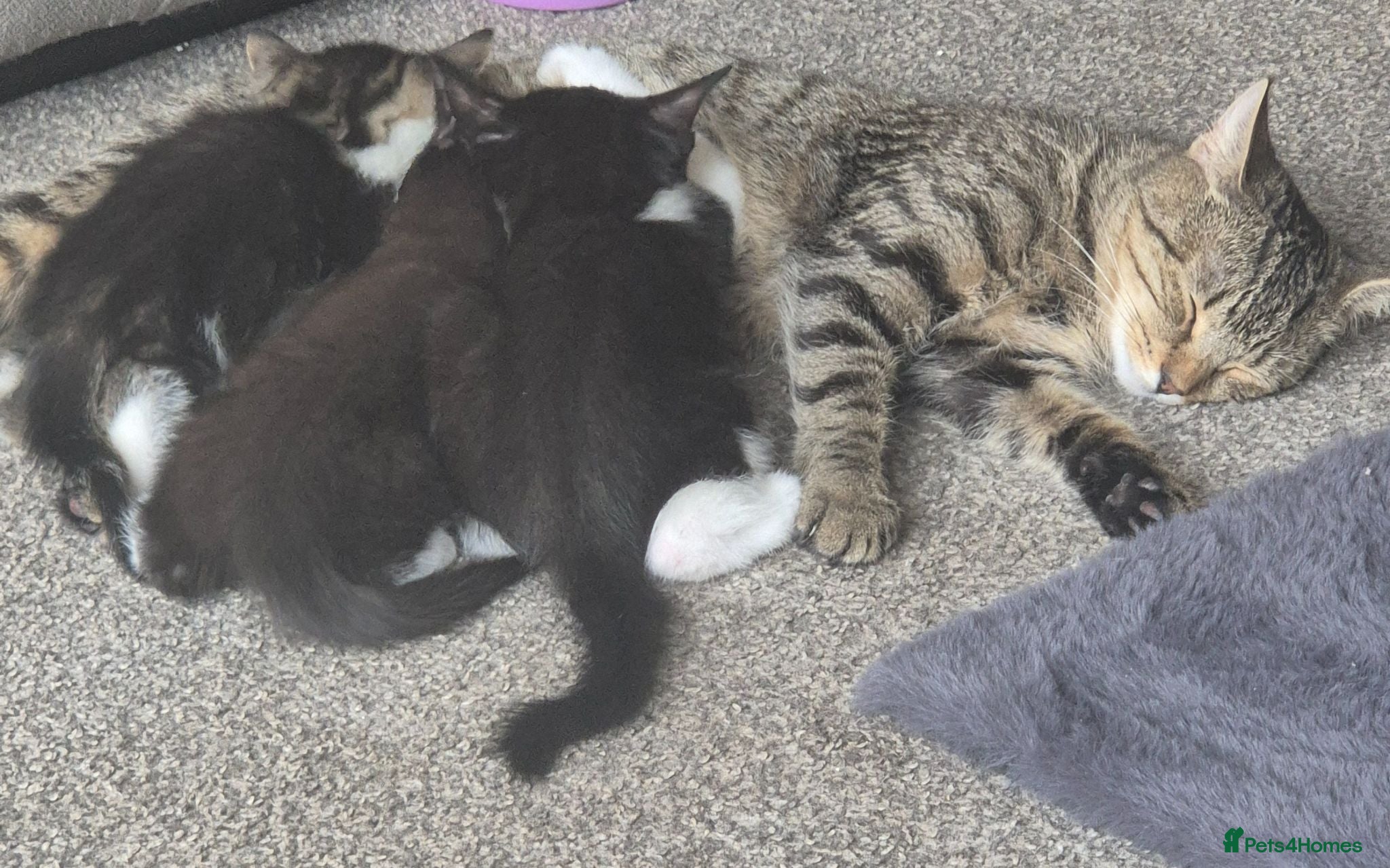 Mixed Breed cats Kittens ready to leave now - Advert 1