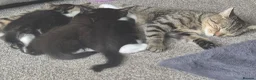 Mixed Breed cats for sale: Kittens ready to leave now - Advert 1