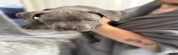 Cane Corso dogs for sale: Cane corso puppies - Advert 4