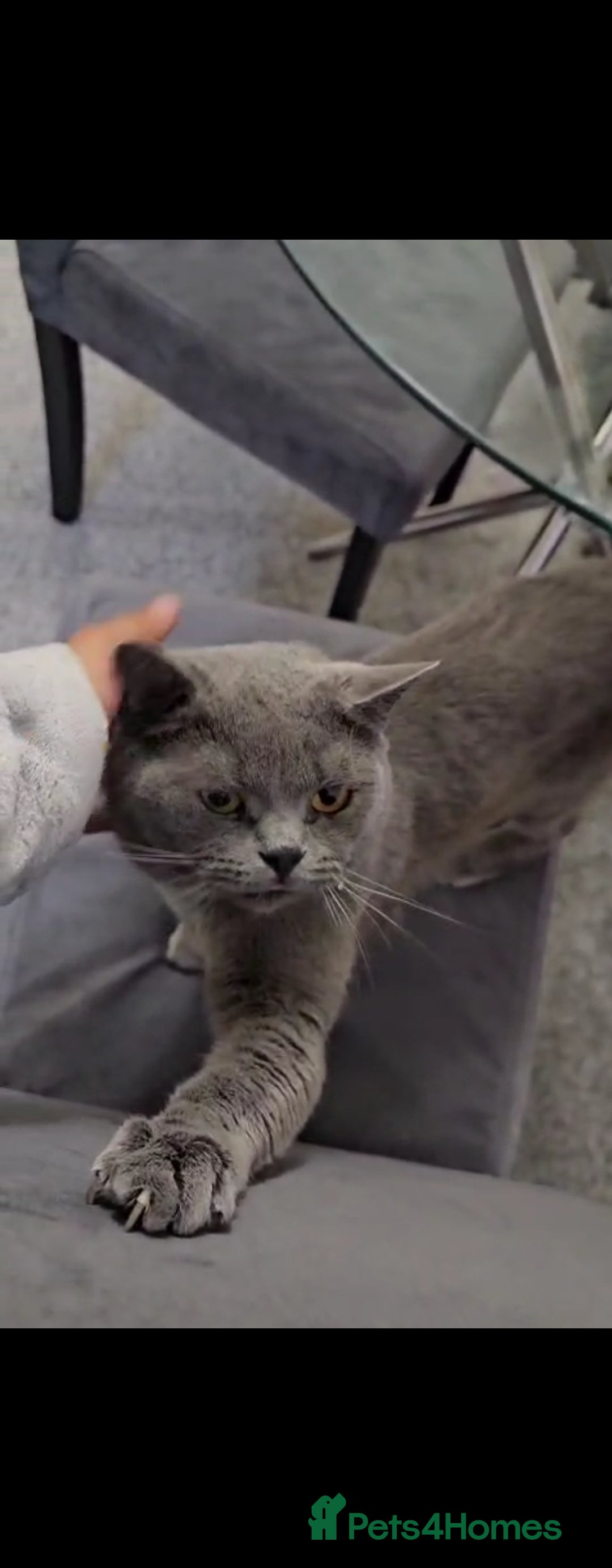 British Shorthair cats for sale: Male British shorthair  - Image 1