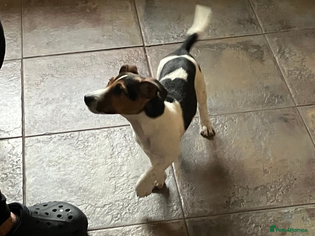 Jack Russell dogs for sale: Jack Russell  - Advert 4