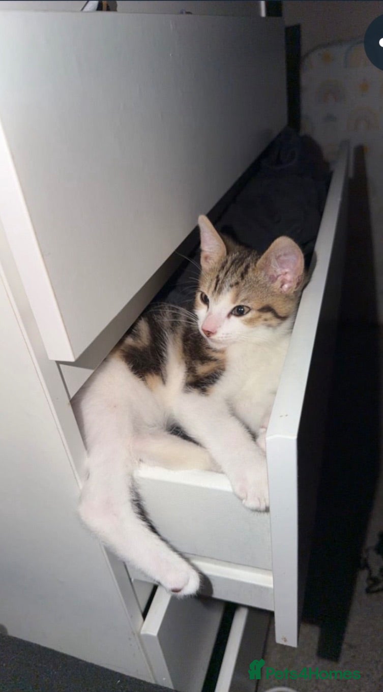 Mixed Breed cats 3 month old male kitten - Advert 18
