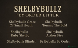 Bull Terrier dogs for sale: Stunning bull terrier pups - Image 15