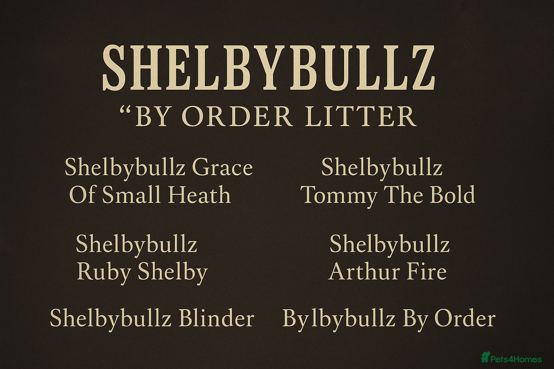 Bull Terrier dogs for sale: Stunning bull terrier pups - Image 15