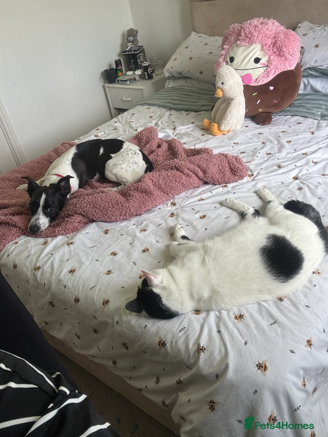 Mixed Breed dogs for sale: Please help Benny - Advert 6