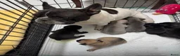 French Bulldog dogs for sale: 4 Beautiful French Buldog Puppies - Advert 17