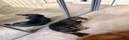 Miniature Dachshund dogs for stud: KC Registered miniature male dachshund Stud - Advert 4