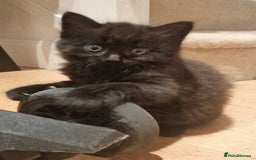 Mixed Breed cats for sale: Gorgeous Mixed Breed Main Coon Kittens  - Image 21
