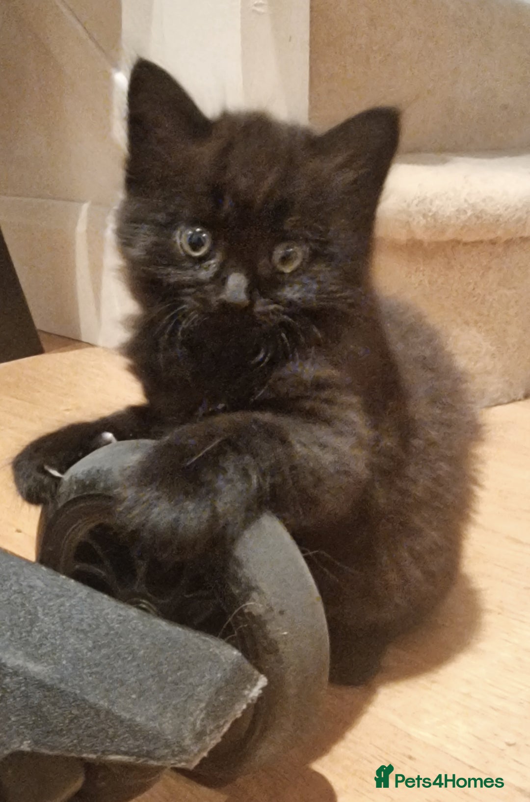 Mixed Breed cats for sale: Gorgeous Mixed Breed Main Coon Kittens  - Image 21