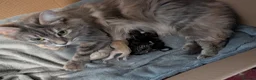 Mixed Breed cats for sale: X Maine coon in Ashford - Advert 1
