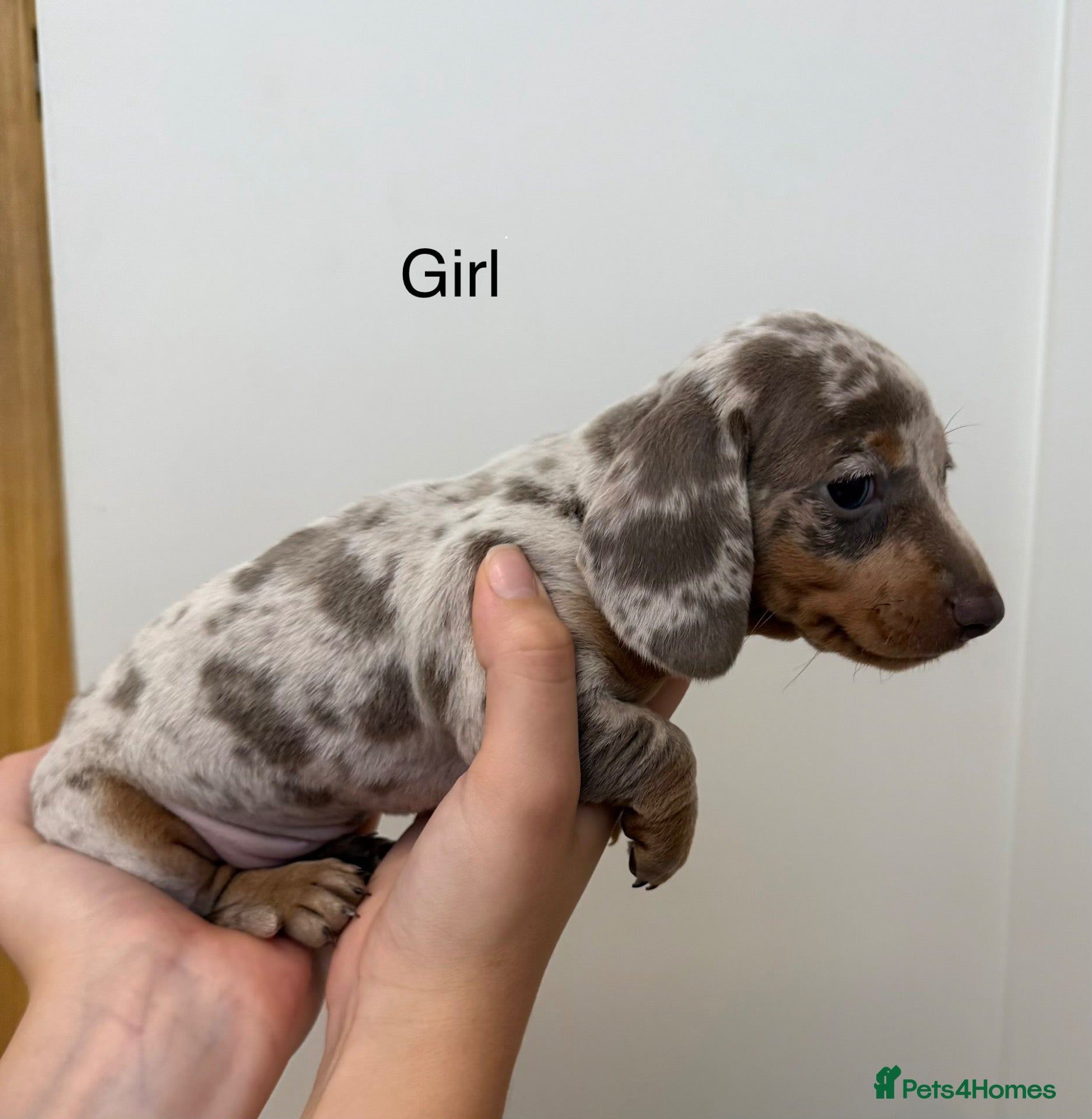 Miniature Dachshund dogs Miniature dachshund puppy’s  - Advert 1