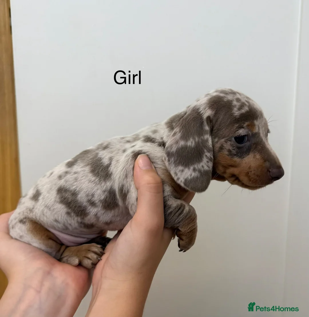 Miniature Dachshund dogs for sale: Miniature dachshund puppy’s  in Bristol - Advert 1