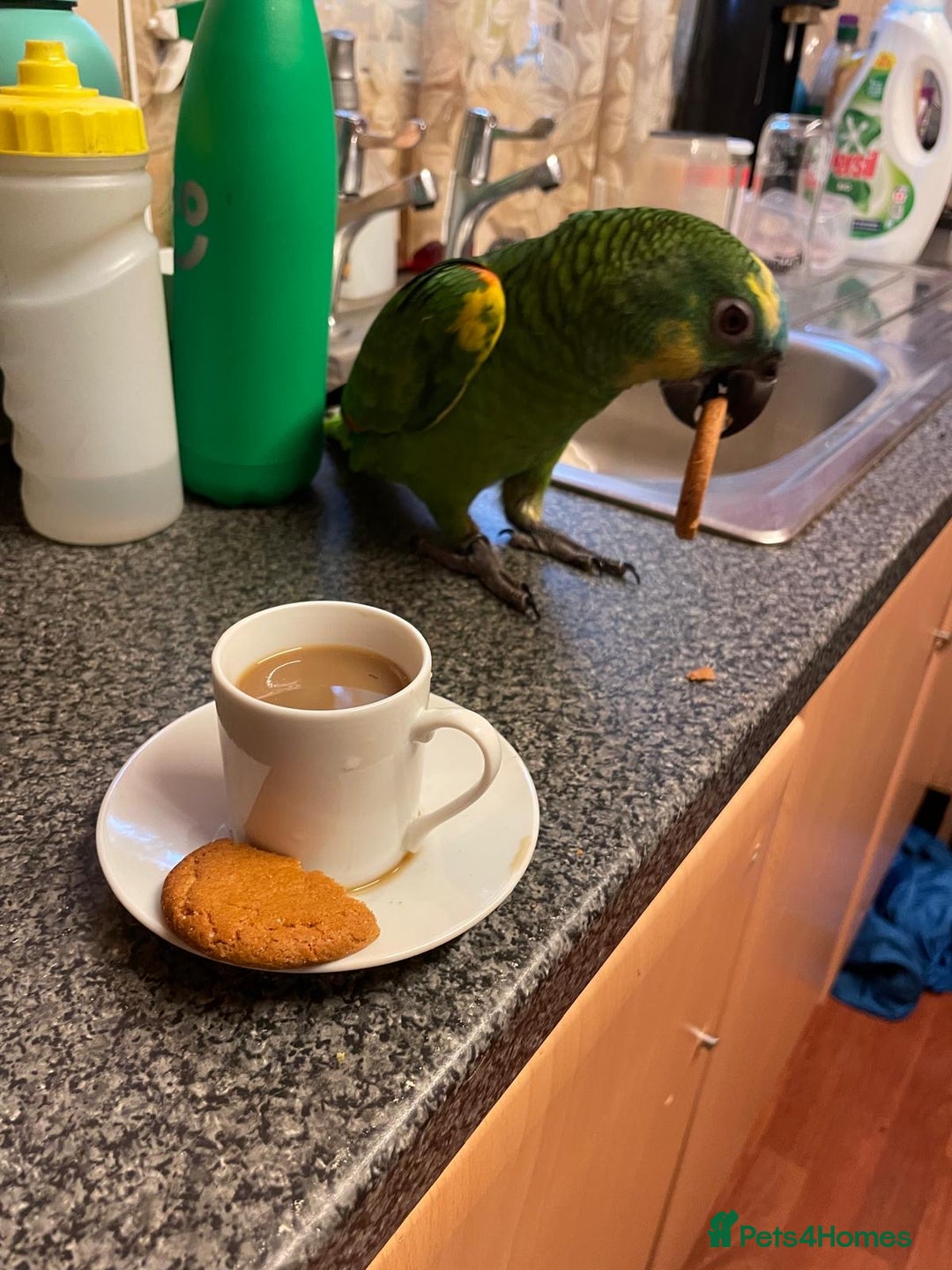 Parrots birds for sale: Beautiful blue front Amazon  - Advert 20