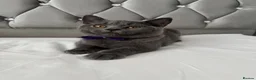 British Shorthair cats for sale: Beautiful  Blue British Shorthair Kittens  - Advert 18