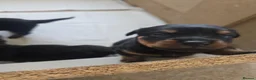Rottweiler dogs for sale: Stunning Rottweilers - Advert 18