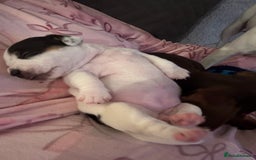 Jack Russell dogs for sale: Beautiful, big and healthy jack Russell pups - Image 16