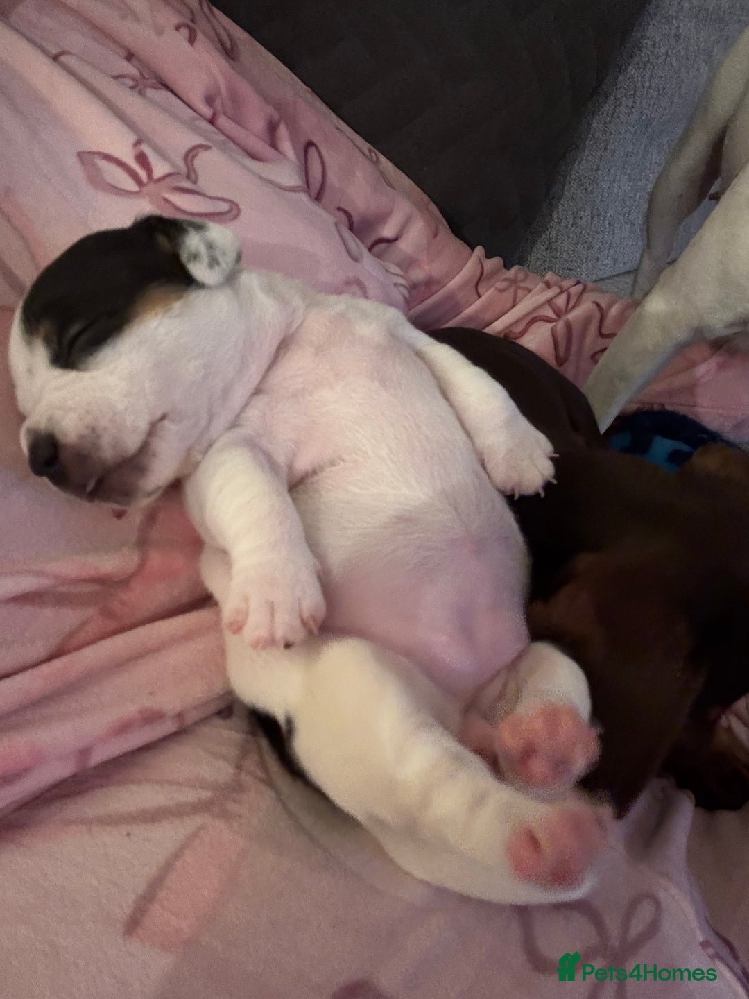 Jack Russell dogs for sale: Beautiful, big and healthy jack Russell pups - Image 16
