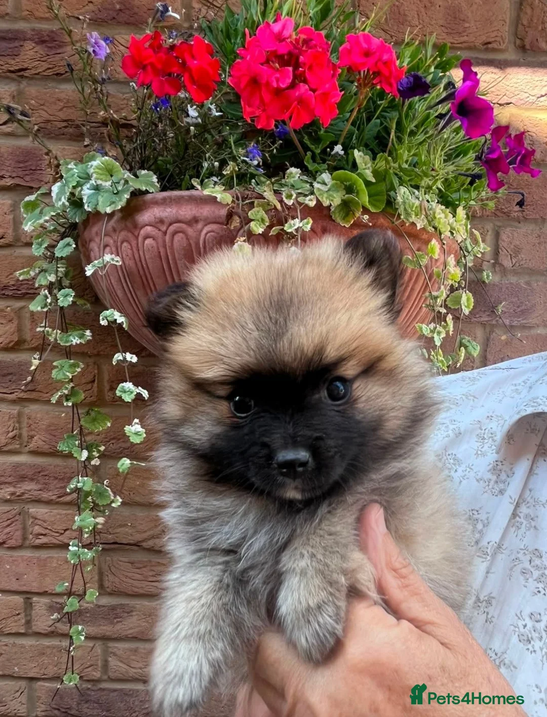 German Spitz dogs for sale: Beautiful Litter of German Spitz Mittel'serman in Bury Saint Edmunds - Advert 1