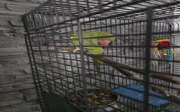 Ringnecks birds for sale: Semi tame ring neck - Image 4
