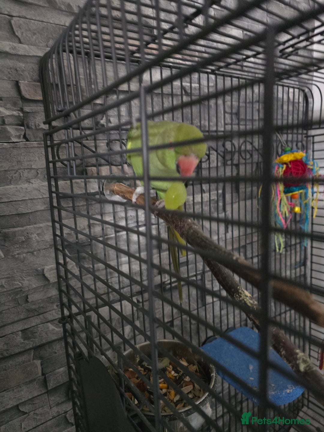 Ringnecks birds for sale: Semi tame ring neck - Image 4